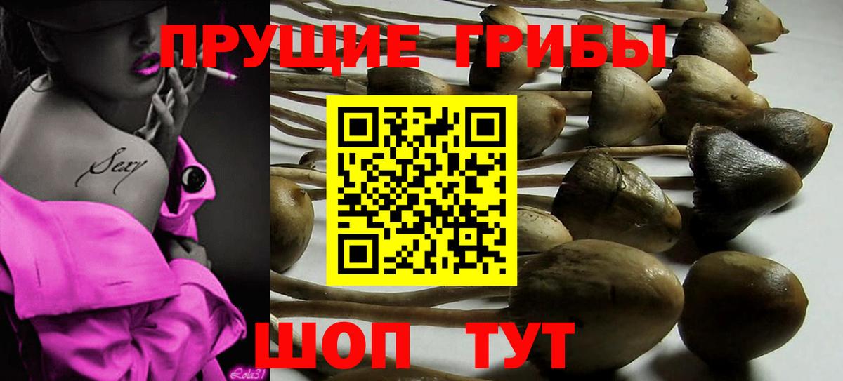 Галлюциногенные грибы Psilocybe  Вход с VPN  Благовещенск 